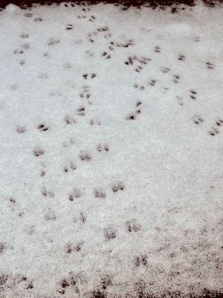 781/1000　熊と雀のあいだ　