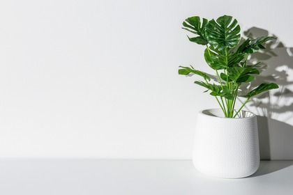 いい職場とは観葉植物が置いてある職場である。
